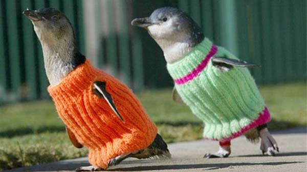3.) Tiny sweaters were made for penguins affected by an oil spill, so that they wouldn't ingest the harmful substance.