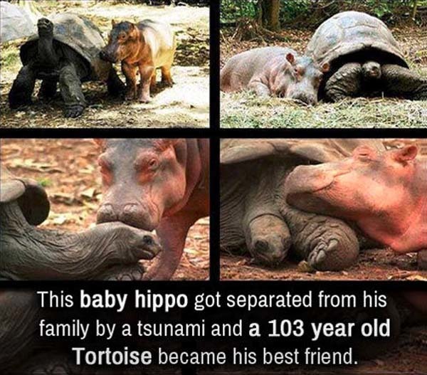 4.) This baby hippo found a strange, new family.