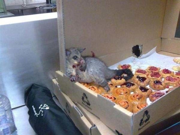 9.) This possum sneaked into an Australian bakery. He couldn't get back out because he overate.