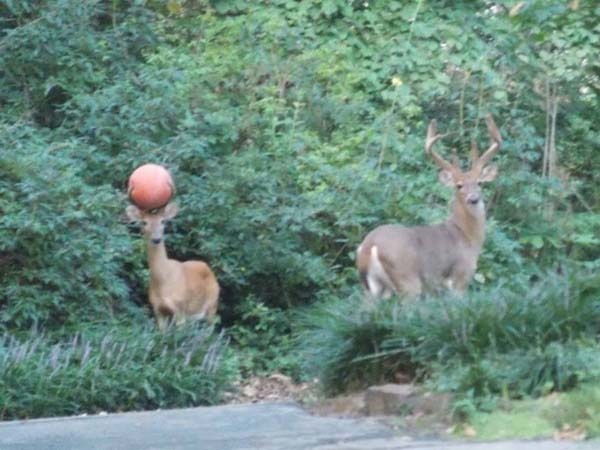 17.) Two bucks just want to play a pick-up game.