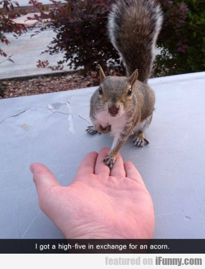 I Got A High-five In Exchange For An Acorn.