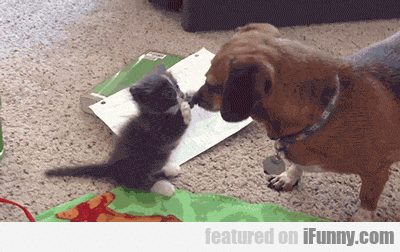 Kitten Wants To Play Patty Cake
