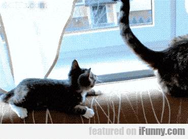 I Was Just Admiring Your Tail...high Five