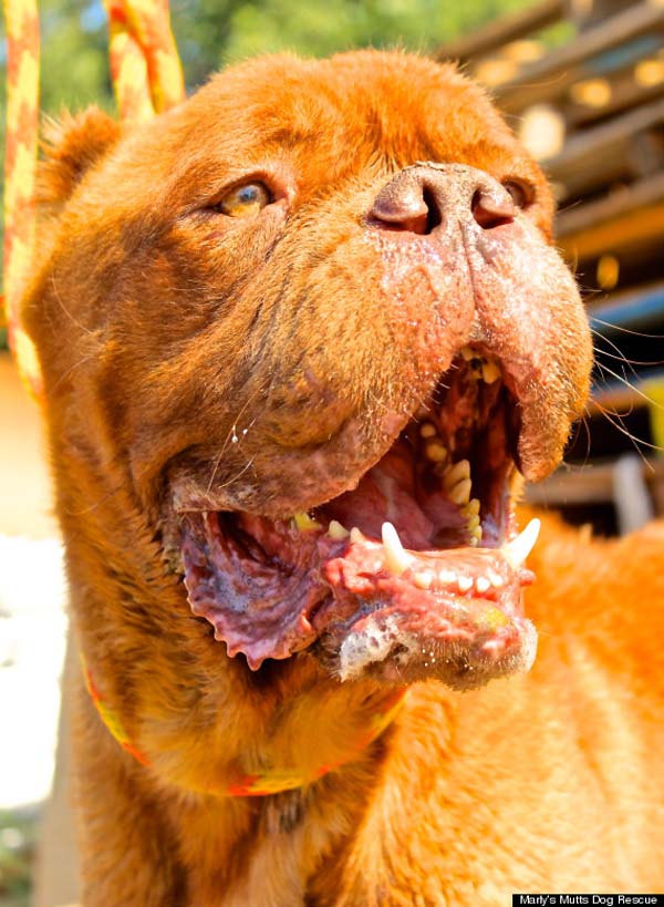 When Hooch was discovered, his hears have been hacked off, it was obvious he wasn't eating, his jaw was either broken or dislocated and his tongue was cut off at the base.