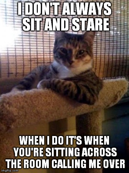 The Most Interesting Cat In The World