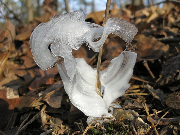 1. Ice flowers: These are frost formations that look like delicate flowers. They are formed when ice particles  collect around the base of certain plants and types of wood. When the temperature outside the plant is below freezing (but the inside is warmer), water is sucked outward and is frozen. The ice builds upon itself, causing “petals” of ice to form.