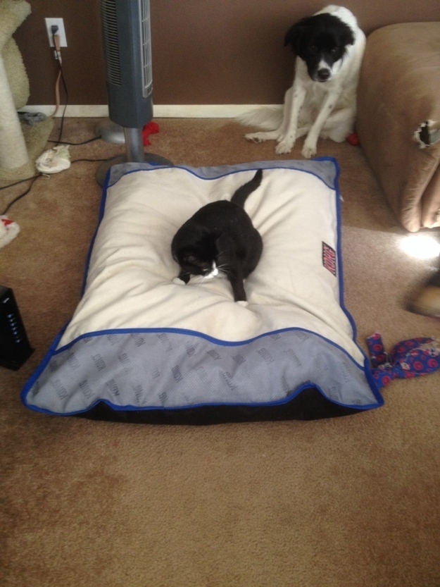 Their doggie beds.