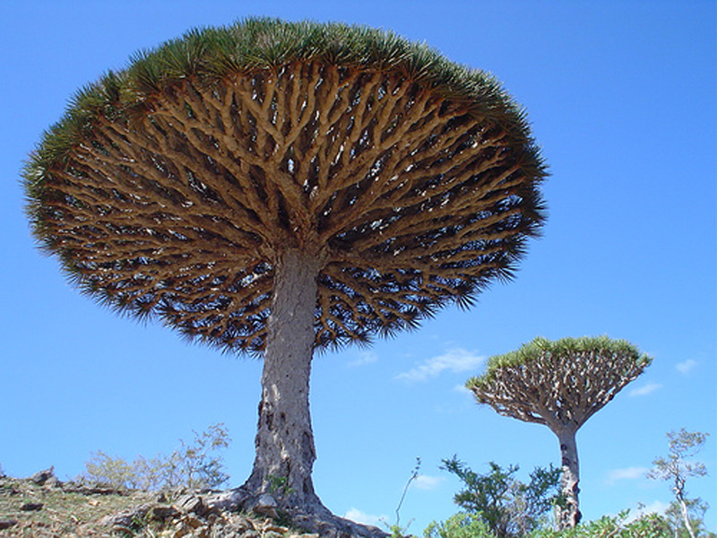 A group of Dragon Blood Trees.