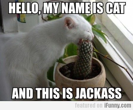 Hello, My Name Is Cat And This Is Jackass