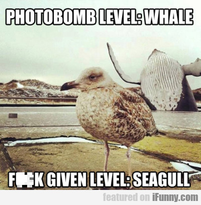 Photobomb Level: Whale