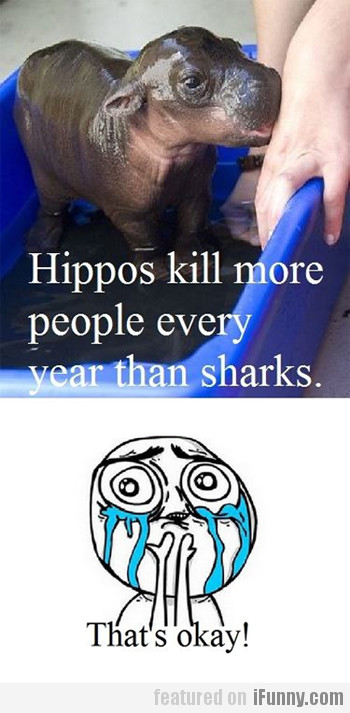 Hippos Kill More People Every Year Than Sharks