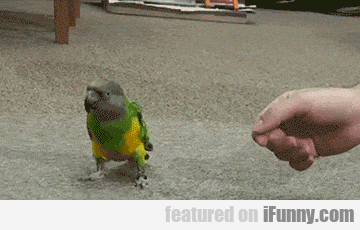Polly Deserves A Cracker After This Cute Trickâ€¦