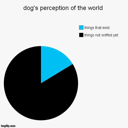 dog's perception of the world