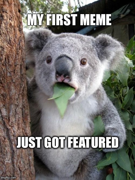 Surprised Koala