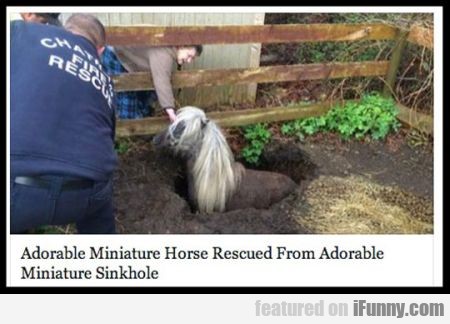 Adorable Miniature Horse