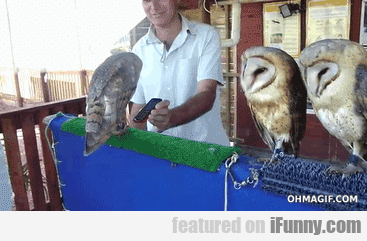Owls Respond To Cellphone Sounds
